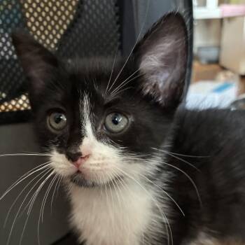 Gabriela -  Domestic Short Hair Cat for Adoption in New York, New York - Gabriela | PetCurious