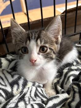 Jett -  Domestic Short Hair Cat for Adoption in Hartford City, Indiana - Jett | PetCurious