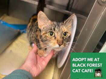 PRISSELLA -  Domestic Short Hair Cat for Adoption in Fort Wayne, Indiana - PRISSELLA | PetCurious