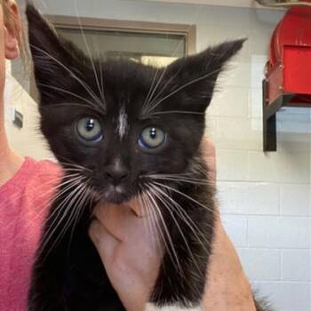 Martin -  Domestic Short Hair Cat for Adoption in New York, New York - Martin | PetCurious