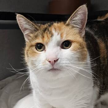 Rescue Domestic Short Hair Cats for Adoption in Sheridan, Wyoming - Sasha | PetCurious