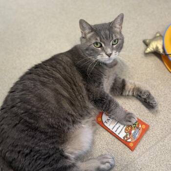 Sweetie -  Domestic Short Hair Cat for Adoption in Buffalo, New York - Sweetie | PetCurious