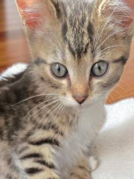 Wyatt -  Domestic Short Hair Cat for Adoption in New Hope, Pennsylvania - Wyatt | PetCurious
