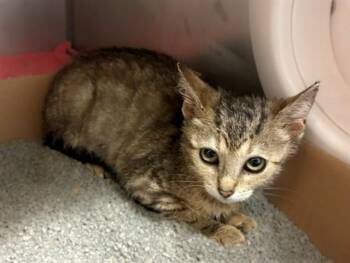 TINY TOT -  Domestic Short Hair Cat for Adoption in Fort Wayne, Indiana - TINY TOT | PetCurious