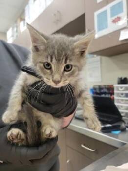 Werewolf -  Domestic Short Hair Cat for Adoption in Fishers, Indiana - Werewolf | PetCurious