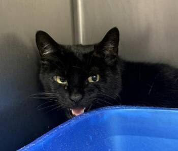 Egg Roll -  Domestic Medium Hair Cat for Adoption in Salisbury, Maryland - Egg Roll | PetCurious