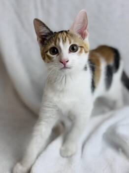Rescue American Shorthair Cats for Adoption in Rixeyville, Virginia - Callie | PetCurious