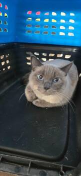 Applehead Siamese Cats Available for Adoption in Hardeeville, South Carolina - Sassie | PetCurious