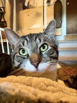 Rescue Domestic Short Hair Cats for Adoption in Milltown, New Jersey - Drew P Bahlz | PetCurious