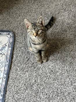 Al-Hashimi -  Domestic Short Hair Cat for Adoption in West Mifflin, Pennsylvania - Al-Hashimi | PetCurious