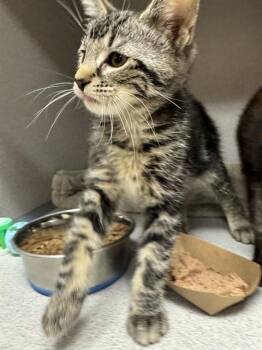 SHUCK -  Domestic Short Hair Cat for Adoption in Aliquippa, Pennsylvania - SHUCK | PetCurious