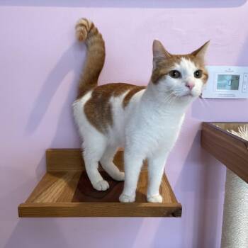 Domestic Short Hair Cats Available for Adoption - Amie | PetCurious