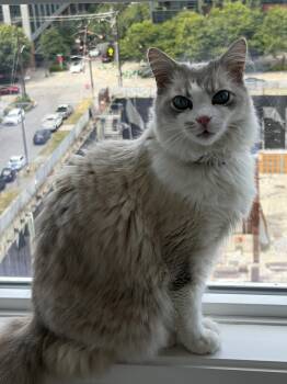 Koki (8 years) -  Ragdoll Cat for Adoption in Los Angeles, California - Koki (8 Years) | PetCurious