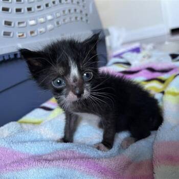 Domestic Short Hair Cats Available for Adoption in Kanab, Utah - Chalupa | PetCurious