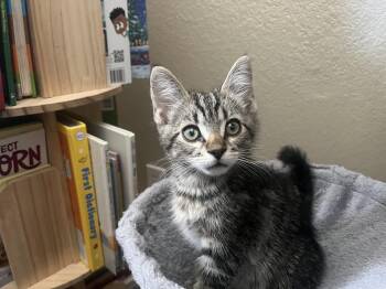 Domestic Short Hair Cats Available for Adoption in San Tan Valley, Arizona - Porky | PetCurious