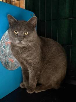 2026-02A Ashton -  Domestic Short Hair Cat for Adoption in Windsor, Connecticut - 2026-02A Ashton | PetCurious