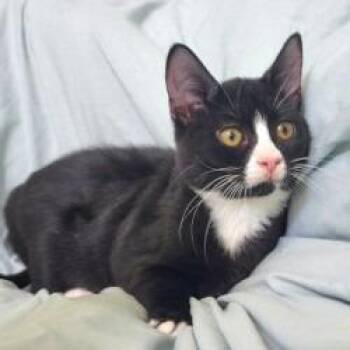 Love Bug -  Domestic Short Hair Cat for Adoption in Lakeland, Florida - Love Bug | PetCurious