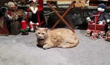 Rescue Domestic Short Hair Cats for Adoption in Frederick, Maryland - Lucky | PetCurious