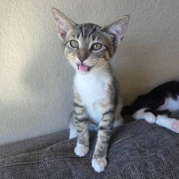 Pixie -  Domestic Short Hair Cat for Adoption in Antioch, California - Pixie | PetCurious