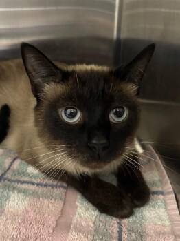 Minari -  Siamese Cat for Adoption in Fall River, Massachusetts - Minari | PetCurious
