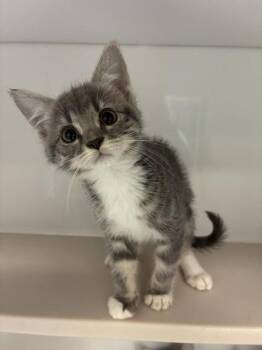 Jasper -  Domestic Short Hair Cat for Adoption in Salt Lake City, Utah - Jasper | PetCurious