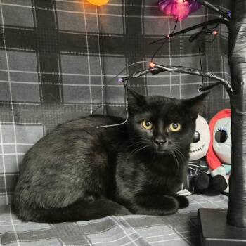 Rescue Domestic Short Hair Cats for Adoption in Eaton Rapids, Michigan - Klucky 55570 | PetCurious