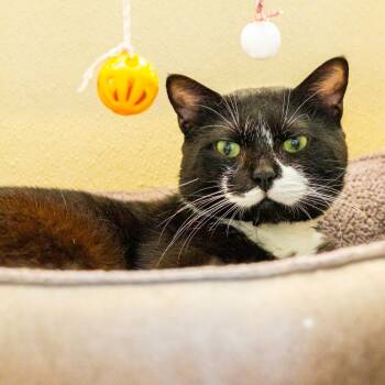 Rescue Domestic Short Hair Cats for Adoption in Wilmington, Delaware - Cal | PetCurious