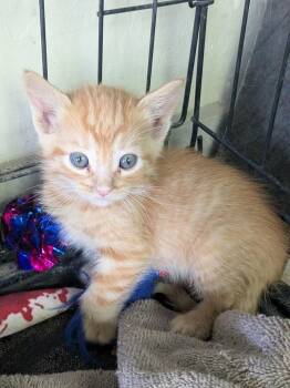 Domestic Short Hair Cats Available for Adoption in Yuma, Arizona - Timmy | PetCurious