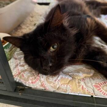 Leela -  Domestic Long Hair Cat for Adoption in Hampton Bays, New York - Leela | PetCurious