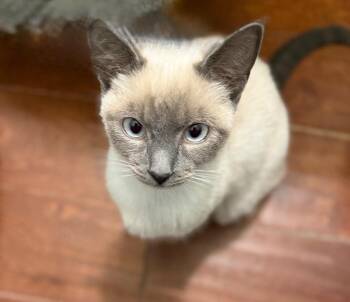 Siamese Cats Available for Adoption in Augusta, Georgia - Lyra | PetCurious