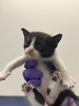 Rescue Domestic Short Hair Cats for Adoption in Doral, Florida - WINSTON | PetCurious