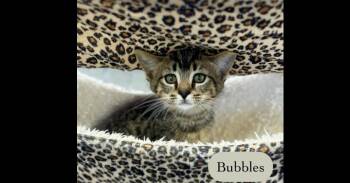 Bubbles -  Domestic Short Hair Cat for Adoption in Chalfont, Pennsylvania - Bubbles | PetCurious