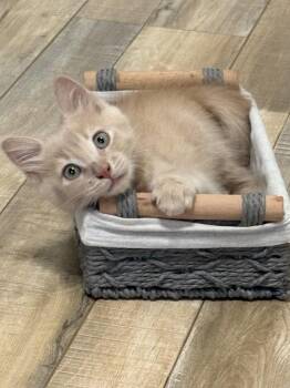 Ron Weaselpaws the Ginger Wizard -  Domestic Short Hair Cat for Adoption in Galt, California - Ron Weaselpaws The Ginger Wizard | PetCurious