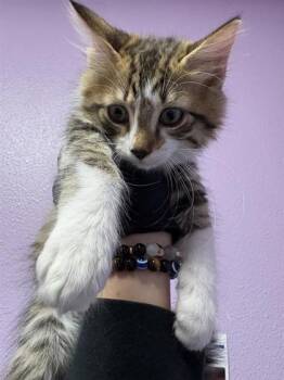 Rescue Domestic Medium Hair Cats for Adoption in El Paso, Texas - 59799991 | PetCurious