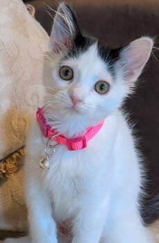 Rescue Domestic Short Hair Cats for Adoption in Oviedo, Florida - Meredith | PetCurious