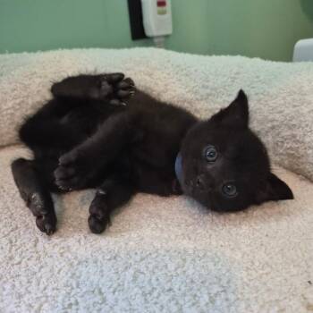 Diesel -  Domestic Medium Hair Cat for Adoption in Warrensburg, Missouri - Diesel | PetCurious