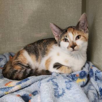 Rescue Domestic Short Hair Cats for Adoption in Monroe, Michigan - Lydia | PetCurious