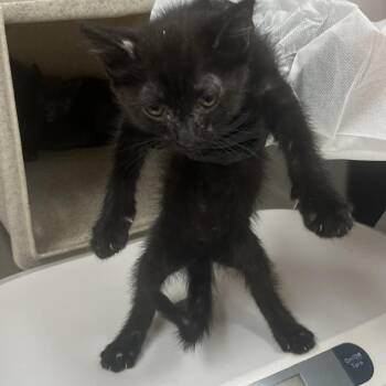 Asteroid -  Domestic Short Hair Cat for Adoption in Reno, Nevada - Asteroid | PetCurious
