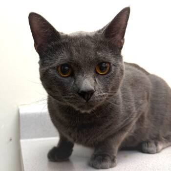 Nutmeg -  Domestic Short Hair Cat for Adoption in Las Vegas, Nevada - Nutmeg | PetCurious