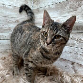 Kiwi -  Domestic Short Hair Cat for Adoption in Lexington, Kentucky - Kiwi | PetCurious