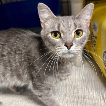 Domestic Short Hair Cats Available for Adoption in Hartford City, Indiana - Bloop | PetCurious
