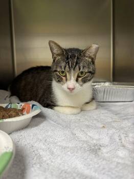 Domestic Short Hair Cats Available for Adoption - Clint Eastwood | PetCurious