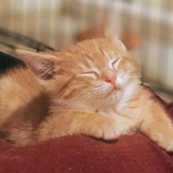 Mini Cooper -  Domestic Short Hair Cat for Adoption in Carmel, Indiana - Mini Cooper | PetCurious