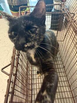 Gin -  Domestic Short Hair Cat for Adoption in Clarksville, Tennessee - Gin | PetCurious