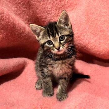 Domestic Short Hair Cats Available for Adoption in Smithville, Tennessee - Chicky | PetCurious