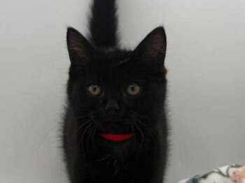 Blubber -  Domestic Short Hair Cat Available for Adoption in Portland, Oregon - Blubber | PetCurious