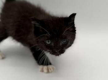 Wuzzy -  Domestic Short Hair Cat for Adoption in Portland, Oregon - Wuzzy | PetCurious
