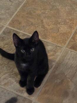 Meatball -  Domestic Short Hair Cat for Adoption in Gorham, Maine - Meatball | PetCurious