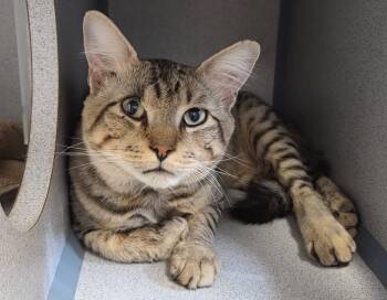 Howard -  Domestic Short Hair Cat for Adoption in Liverpool, New York - Howard | PetCurious
