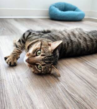 Rescue Domestic Short Hair Cats for Adoption in Chapel Hill, North Carolina - WHISKEY | PetCurious